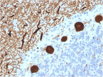 CA8 Antibody / Carbonic Anhydrase VIII