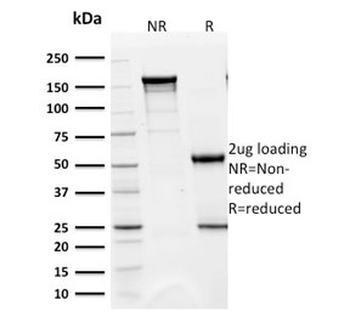 BAP1 Antibody / BRCA1-Associated Protein 1