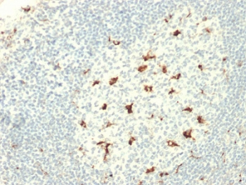 CD68 Antibody