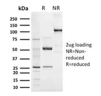 Elastin Antibody