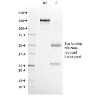 NKX6.1 Antibody