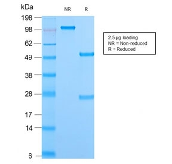 Mitochondrial Marker Antibody