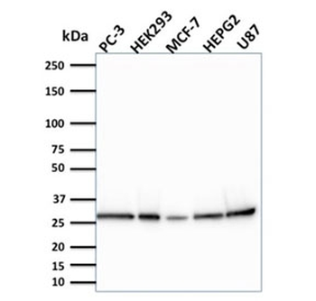 Bcl2L2 Antibody / Bcl-W