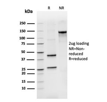 Bcl2L2 Antibody / Bcl-W