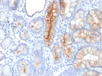 MUC4 Antibody / Mucin-4