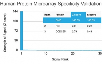 Dystrophin Antibody / DMD