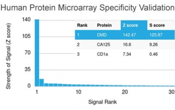 Dystrophin Antibody / DMD