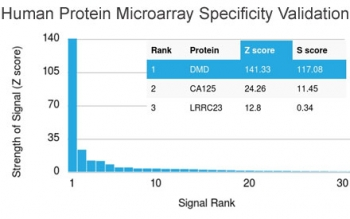 Dystrophin Antibody / DMD