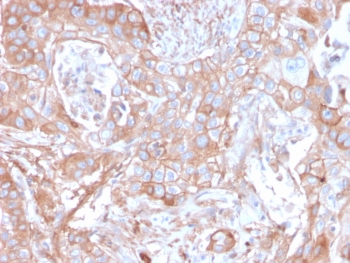 CD73 Antibody