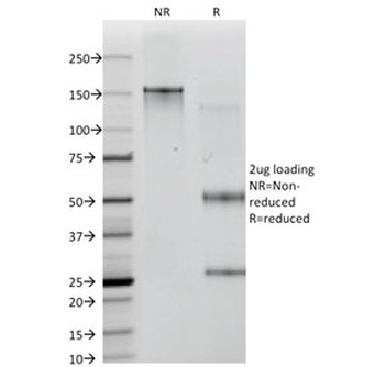 ICOSLG Antibody / ICOS Ligand / B7RP-1