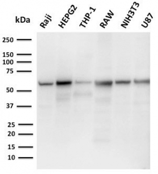 PD-L2 Antibody / Programmed death ligand 2 / CD273