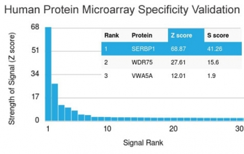 SERBP1 Antibody / PAI-RBP1