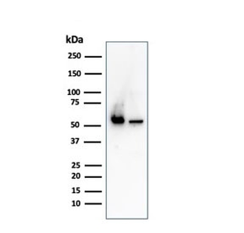 SERBP1 Antibody / PAI-RBP1