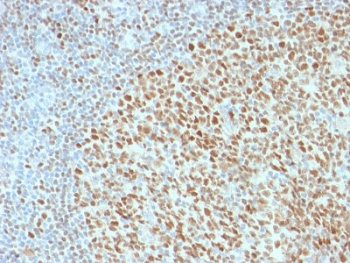 OCT-2 Antibody / POU2F2