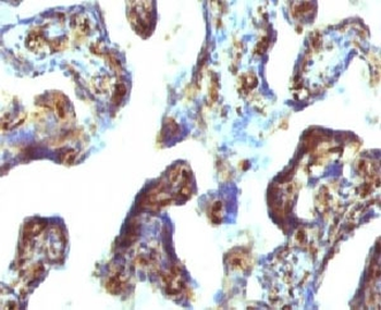 Moesin Antibody