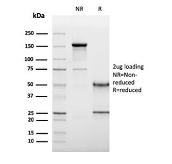 CD19 Antibody / B-lymphocyte marker
