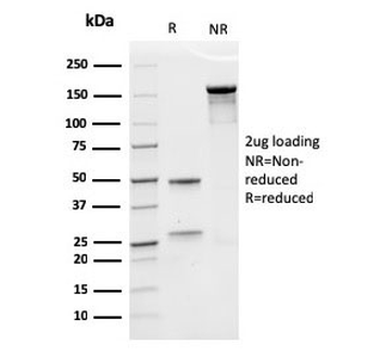 Erythropoietin Antibody / EPO