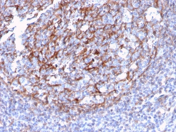 CD21 Antibody