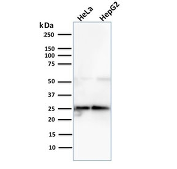 GLO1 Antibody / Glyoxalase I
