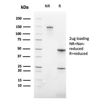 Glycophorin A Antibody