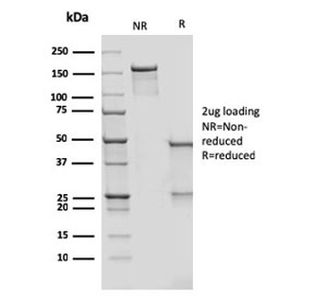 DC-SIGN Antibody / CD209