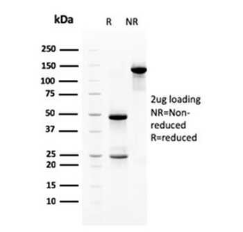 Neuregulin-1 Antibody / NRG1