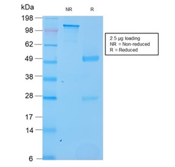 SOX2 Antibody