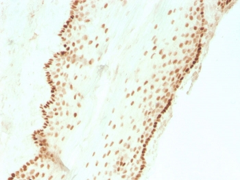 SOX2 Antibody