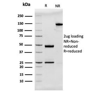 MUC2 Antibody / Mucin 2