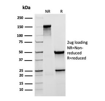 MUC5AC Antibody