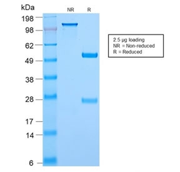 c-Myc Antibody