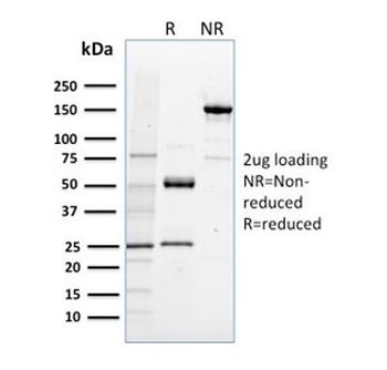 NRF1 Antibody / Nuclear Respiratory Factor 1
