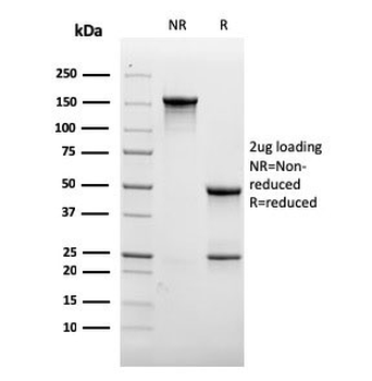 CD31 Antibody / PECAM-1