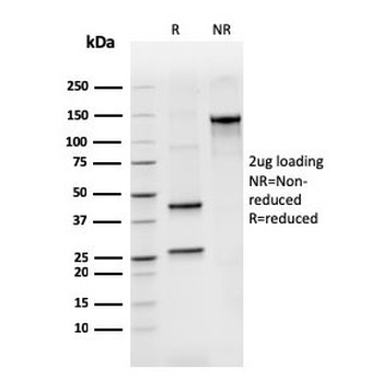 IgM Heavy Chain Antibody