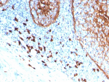 CD11b Antibody / MAC-1