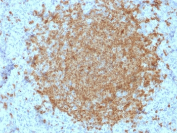 POU2AF1 Antibody / BOB-1