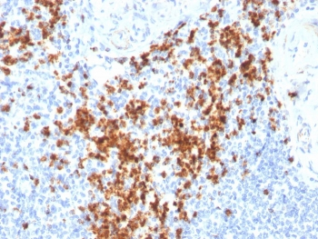 Granzyme B Antibody