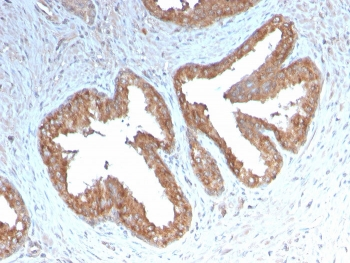 COX2 Antibody / PTGS2