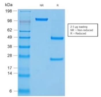 CD45 Antibody (Leukocyte marker)