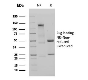 IgM Heavy Chain Antibody