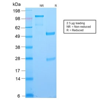 Bcl6 Antibody