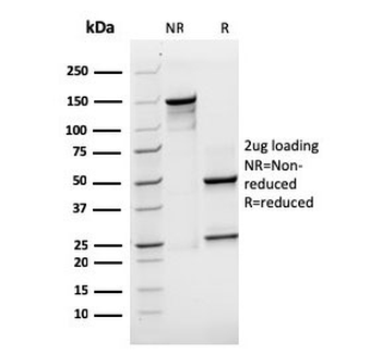 SOX2 Antibody