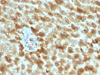 C3d / Complement 3d Antibody