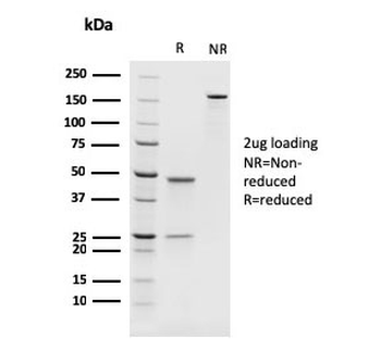 PAX8 Antibody