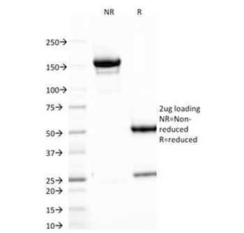 VTCN1 Antibody / B7H4