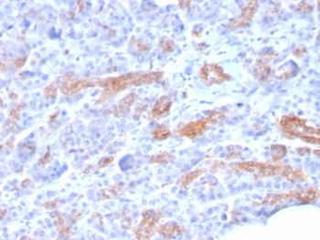 ABCC3 Antibody / MRP3