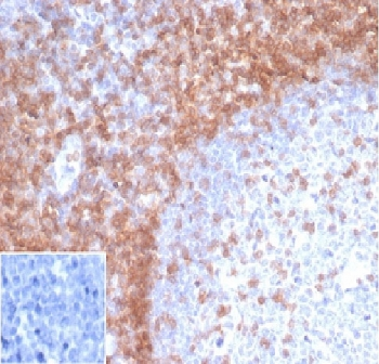 CD3 epsilon Antibody