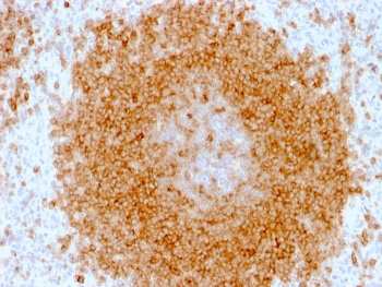 CD27 Antibody