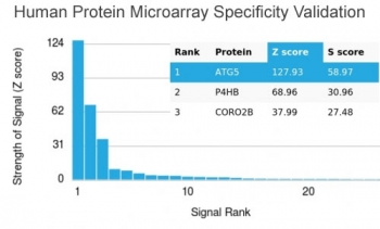 ATG5 Antibody