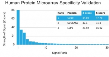 CD10 Antibody / Neprilysin